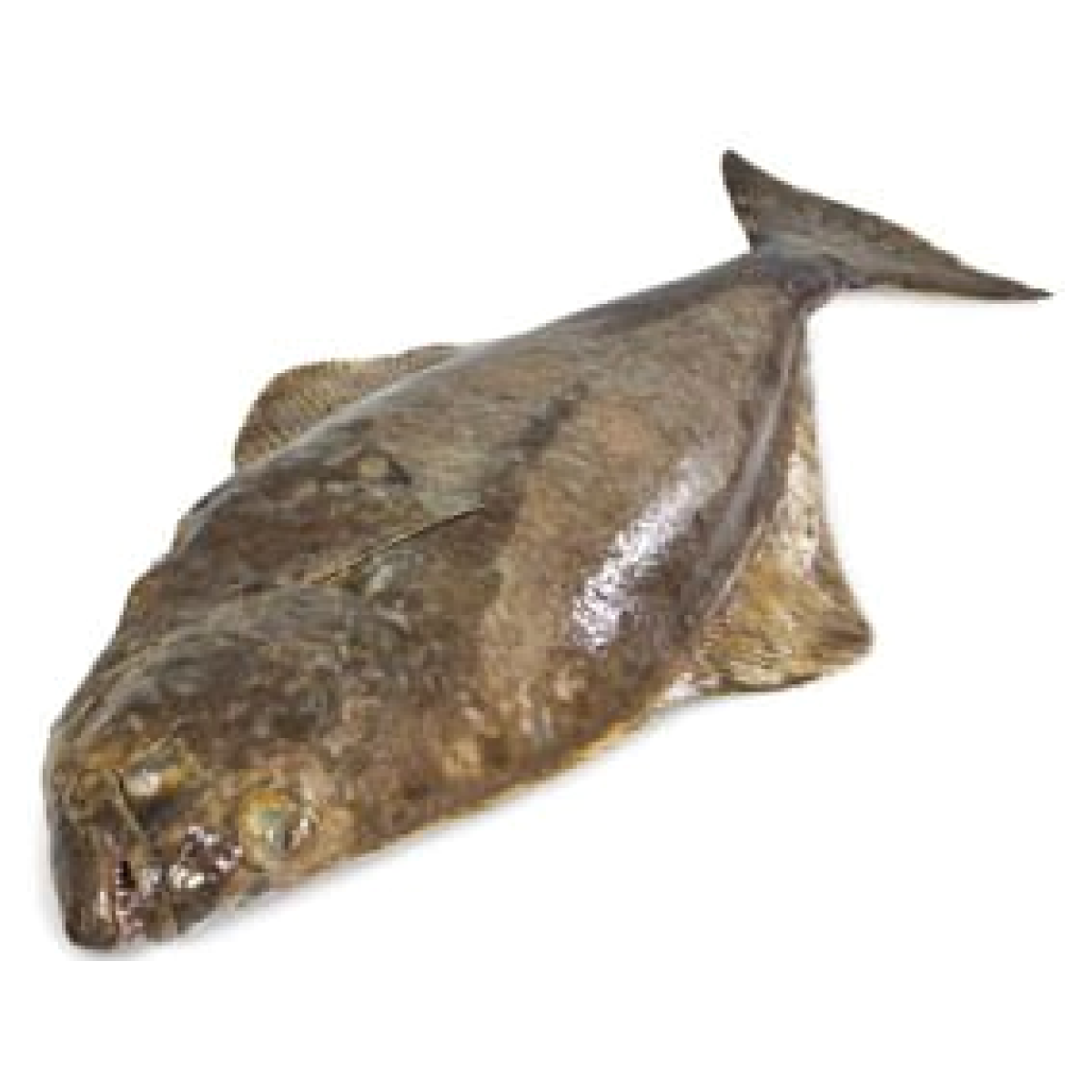 Halibut Atlantsk Kuchan Levn Kupi Cz