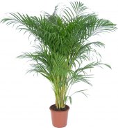 Areca Dypsis lutescens - palma Areka zlatoplodná