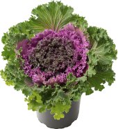 Brassica
