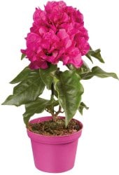 Bugenvilea - Bougainvillea