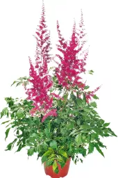 Čechrava - Astilbe