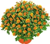 Chrysanthemum - Chryzantéma K-Jarmark