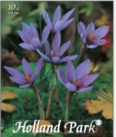Cibulky květin - cibuloviny Holland Park