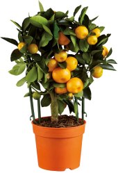 Citrusová rostlina