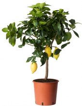 Citrusová rostlina