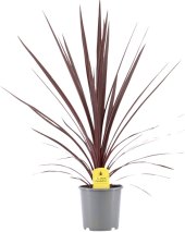 Cordyline - Dračenka