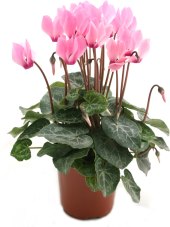 Cyclamen - Brambořík