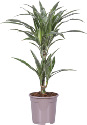 Dracena