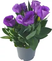 Eustoma - Jícnovka - Lisianthus