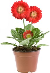 Gerbera