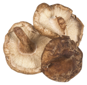 Houby Shiitake