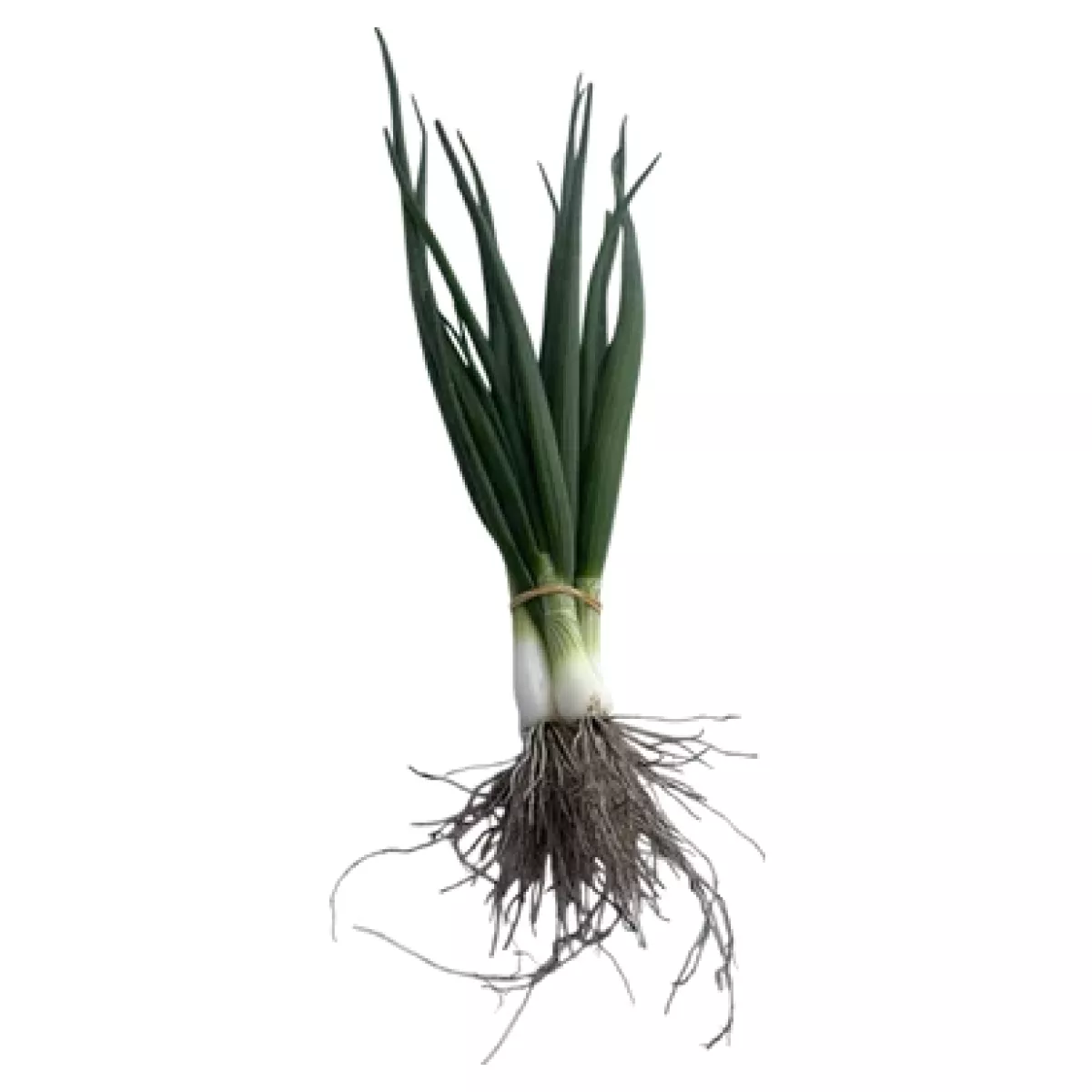 Jarní cibule svazek Farma Hana Součková levně | Kupi.cz