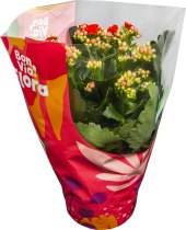 Kalanchoe - Kolopejka Flora BonVia