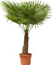 Konopná palma - Trachycarpus fortunei