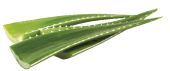 Listy Aloe vera