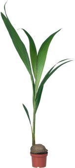 Palma kokosová