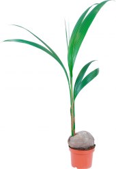 Palma kokosová