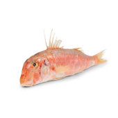 Parmice pruhovaná kuchaná