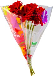 Řezané gerbery Flora Billa Bonvia