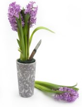 Řezané hyacinty