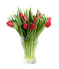 Řezané tulipány