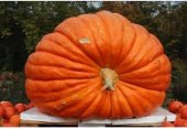 Rostlina Dýně Jumbo
