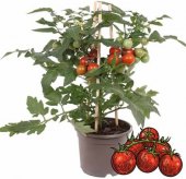 Rostlina cherry rajče