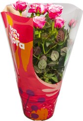 Růže Flora Billa Bonvia