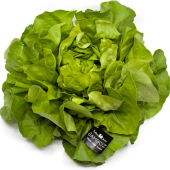Salát hlávkový Farma Hana Součková