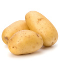 Salátové brambory konzumní pozdní