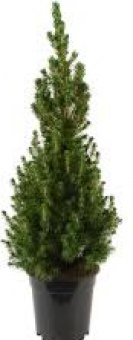 Smrk sivý - Picea glauca