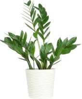 Zamioculcas - Zamiokulkas